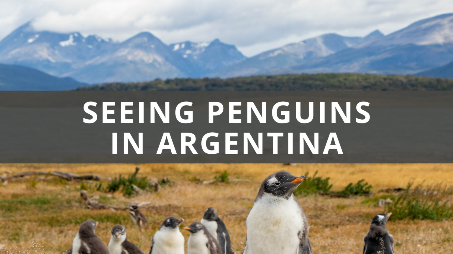 Seeing Penguins In Argentina 1536x864 