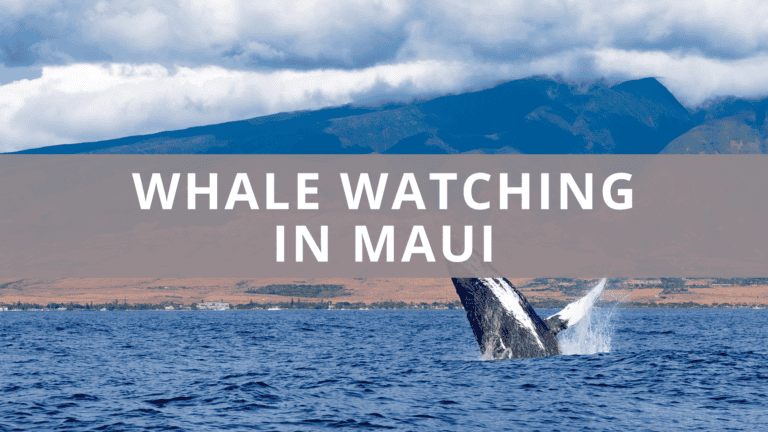 Whale Watching In Maui