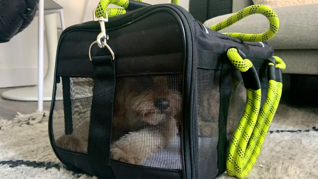 The 7 Best TSA Approved Pet Carriers for Dogs & Cats