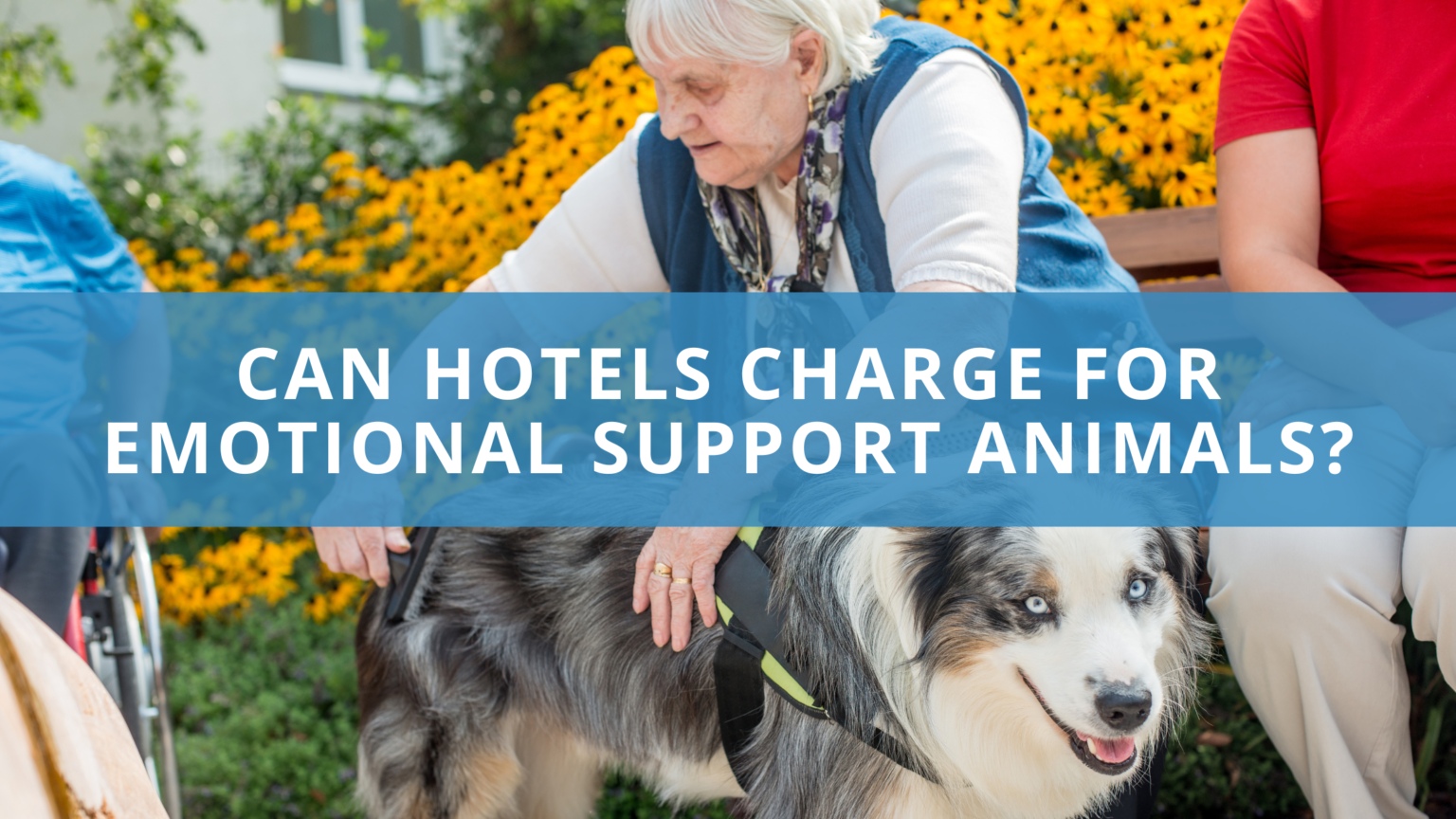 Can Hotels Charge for Emotional Support Animals Tips FAQs