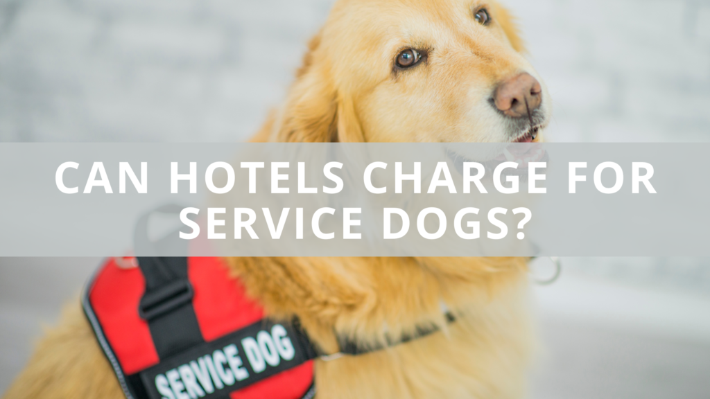 Can Hotels Charge for Service Dogs? Tops Tips & FAQs